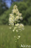 Common Meadow-rue (Thalictrum flavum)