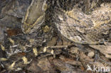 African puff-adder (Bitis arietans)