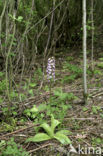 Lady Orchid (Orchis purpurea)