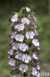 Lady Orchid (Orchis purpurea)