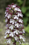 Lady Orchid (Orchis purpurea)