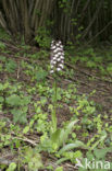 Lady Orchid (Orchis purpurea)