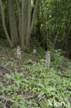 Lady Orchid (Orchis purpurea)