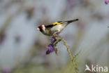 European Goldfinch (Carduelis carduelis)