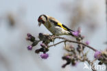 European Goldfinch (Carduelis carduelis)