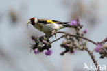 European Goldfinch (Carduelis carduelis)