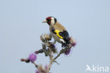 European Goldfinch (Carduelis carduelis)