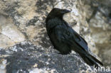 Raaf (Corvus corax) 