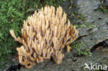 Rechte koraalzwam (Ramaria stricta)