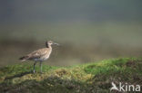 Whimbrel (Numenius phaeopus)