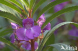 Reuzenbalsemien (Impatiens glandulifera)