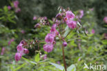 Reuzenbalsemien (Impatiens glandulifera)