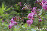 Reuzenbalsemien (Impatiens glandulifera)