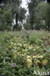 Reuzenbalsemien (Impatiens glandulifera)