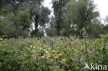 Indian Balsam (Impatiens glandulifera)