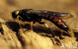 banded horntail