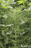 Reuzenpaardenstaart (Equisetum telmateia)