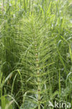 Reuzenpaardenstaart (Equisetum telmateia)