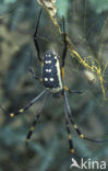 Reuzenwielwebspin (Nephila senegalensis annulata)