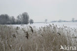 Riet (Phragmites australis)