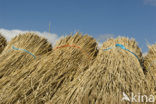 Riet (Phragmites australis)