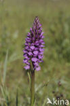 Rietorchis (Dactylorhiza praetermissa)