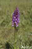 Rietorchis (Dactylorhiza praetermissa)