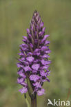 Rietorchis (Dactylorhiza praetermissa)