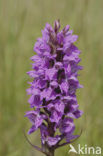 Rietorchis (Dactylorhiza praetermissa)