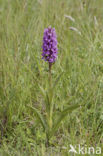 Rietorchis (Dactylorhiza praetermissa)