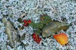 Bog Bilberry (Vaccinium uliginosum)