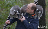 ring-tailed lemur (Lemur catta) 