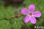 Robert geranium (Geranium robertianum)