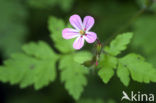 Robertskruid (Geranium robertianum)