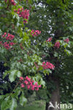 Rode paardenkastanje (Aesculus carnea)