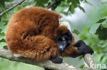 Red Ruffed Lemur (Varecia variegata rubra)