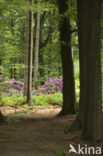 Rododendron (Rhododendron)