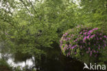 Rododendron (Rhododendron)