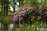 Rododendron (Rhododendron)