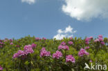 Roestbladig alpenroosje (Rhododendron ferrugineum)