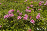 Roestbladig alpenroosje (Rhododendron ferrugineum)