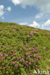 Roestbladig alpenroosje (Rhododendron ferrugineum)