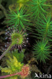 Round-leaved Sundew (Drosera rotundifolia)