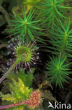 Ronde zonnedauw (Drosera rotundifolia) 