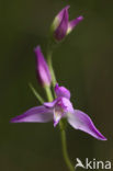 Rood bosvogeltje (Cephalanthera rubra) 