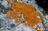 Elegant sunburst lichen (Xanthoria elegans)