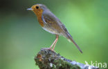 European Robin (Erithacus rubecula)