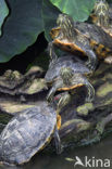 Roodwangschildpad (Trachemys scripta elegans)