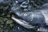 Pink Salmon (Oncorhynchus gorbuscha)