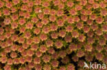 Bristly Haircap (Polytrichum piliferum)